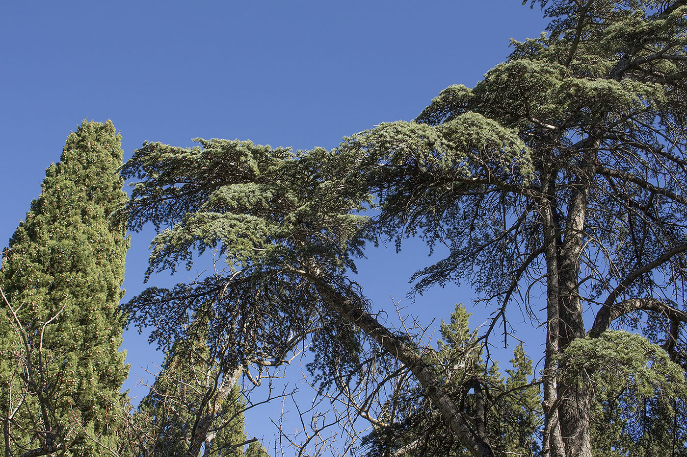 Image of genus Cedrus specimen.