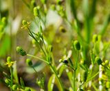 Ranunculus sceleratus. Верхушка цветущей и плодоносящей веточки с сидящим жуком. Пермский край, Берёзовский р-н, долина р. Шаква в окр. дер. Карнаухово, в р-не Татарской горы, у воды. 12 августа 2023 г.