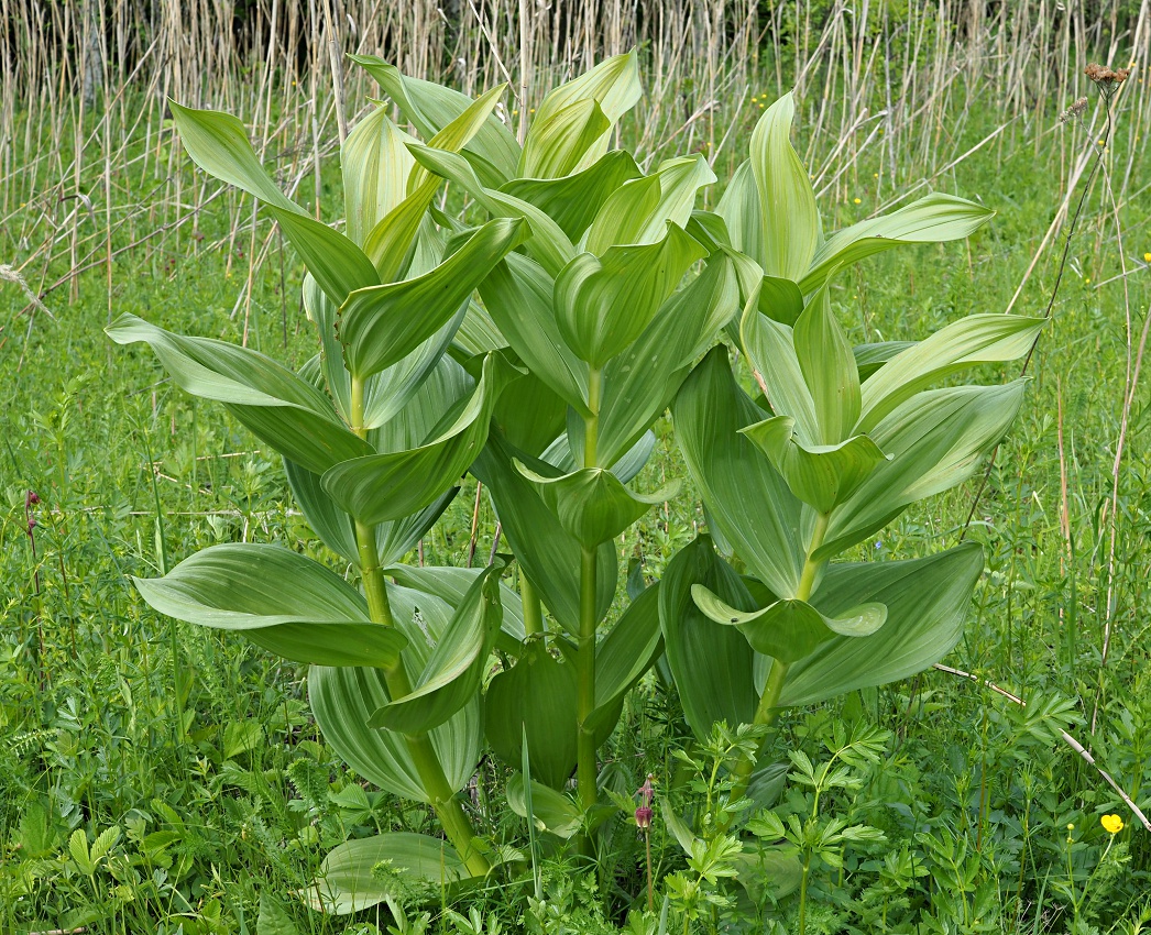 Изображение особи Veratrum lobelianum.