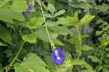 Clitoria ternatea. Часть побега с цветком. Таиланд, Бангкок, Донмыанг, жилой квартал, у забора, в культуре. 11.09.2023.