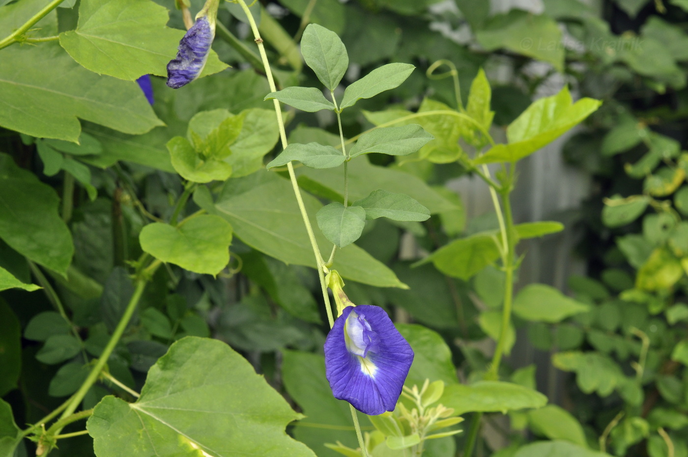 Image of Clitoria ternatea specimen.