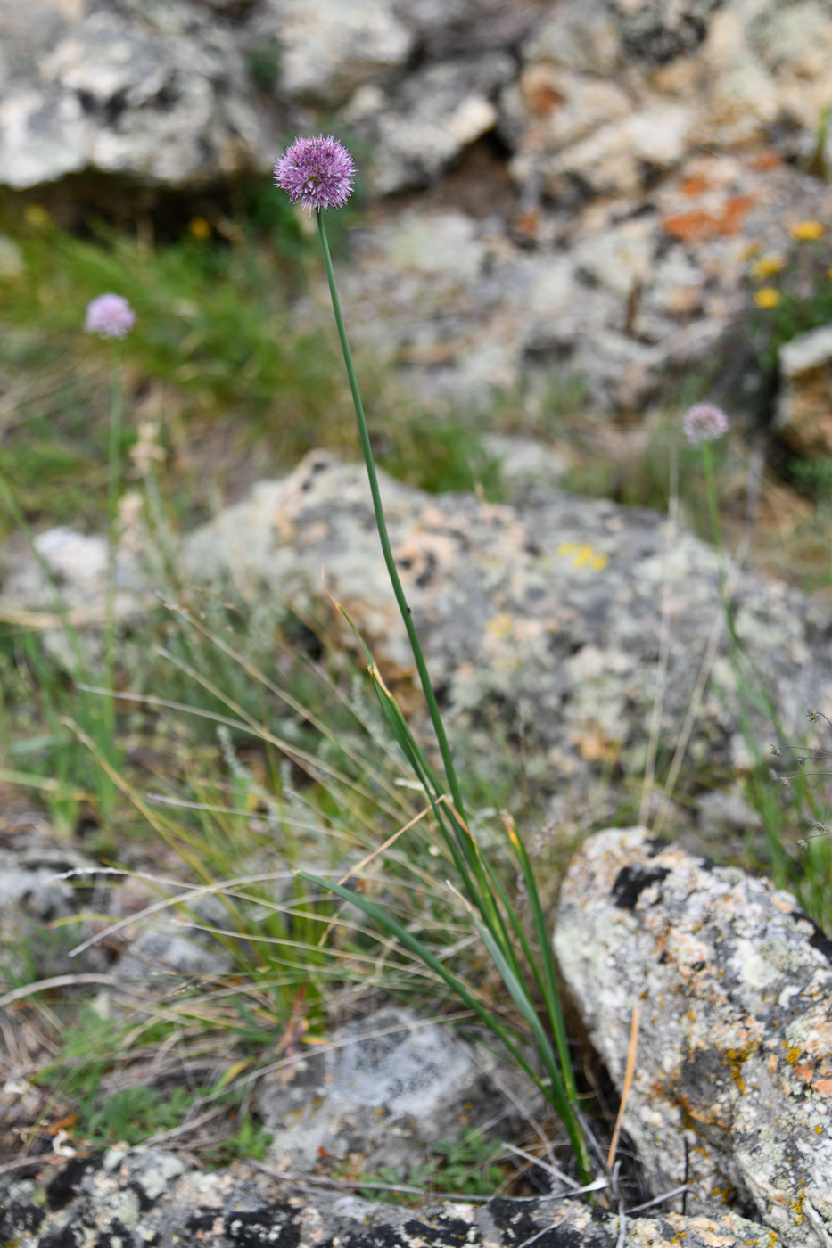 Image of Allium lineare specimen.