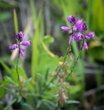 Polygala comosa