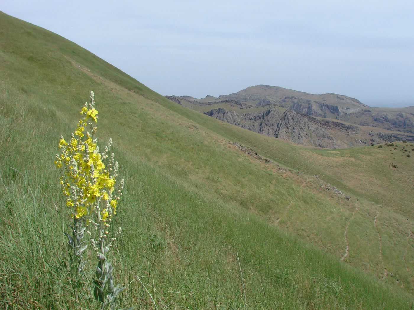 Image of Verbascum songaricum specimen.