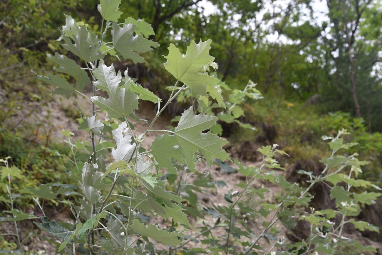 Изображение особи Populus alba.