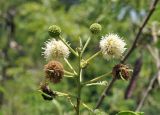 Leucaena leucocephala. Верхушка побега с отцветающими соцветиями. Вьетнам, провинция Кханьхоа, окр. г. Нячанг, остров Орхидей (Hoa Lan), парк. 07.09.2023.