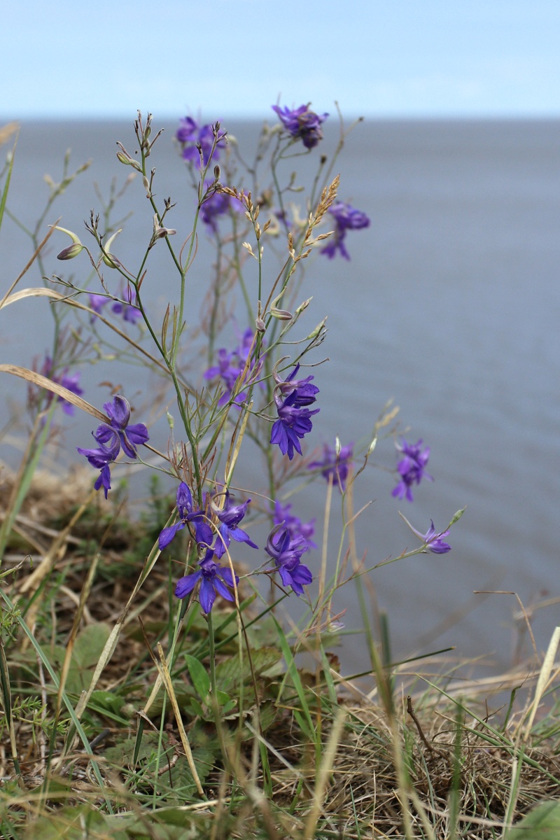 Image of Delphinium consolida specimen.