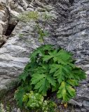 Heracleum asperum. Цветущее и плодоносящее растение. Чечня, Веденский р-н, берег оз. Кезенойам, ≈ 1800 м н.у.м., у подножия скалы. 25.07.2022.