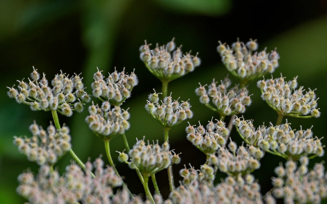 Image of familia Apiaceae specimen.