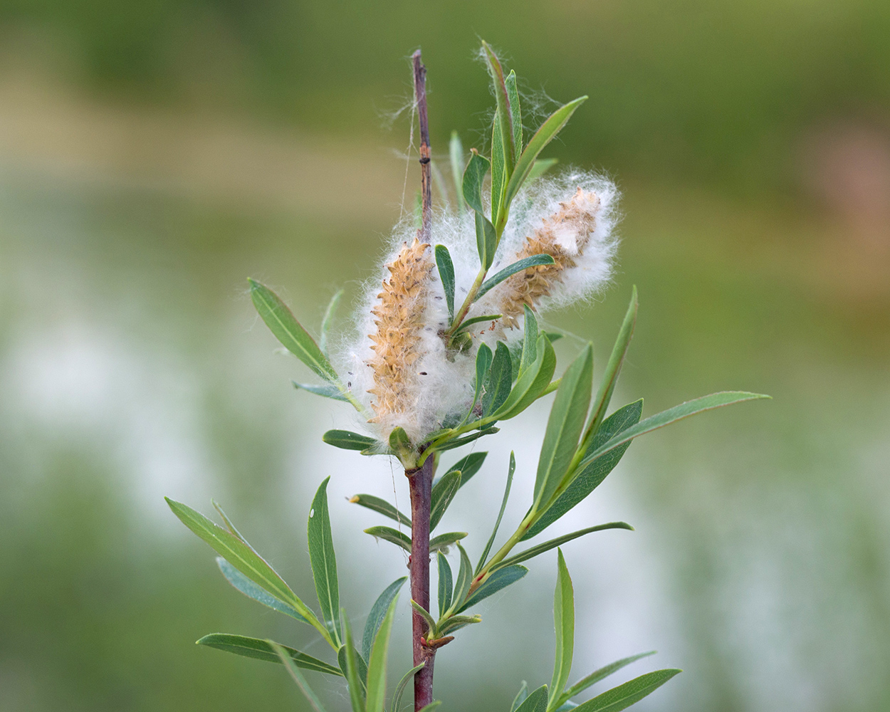 Изображение особи Salix elbursensis.