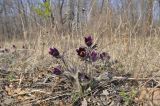 Pulsatilla × kissii. Цветущие растения. Приморский край, Уссурийский гор. округ, окр. с. Монакино, обочина грунтовой дороги в широколиственном лесу. 21.04.2024.