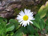 Bellis perennis. Соцветие. Краснодарский край, г/о Сочи, мкр. Мацеста, дорога к Агурским водопадам, опушка леса. 31.03.2021.