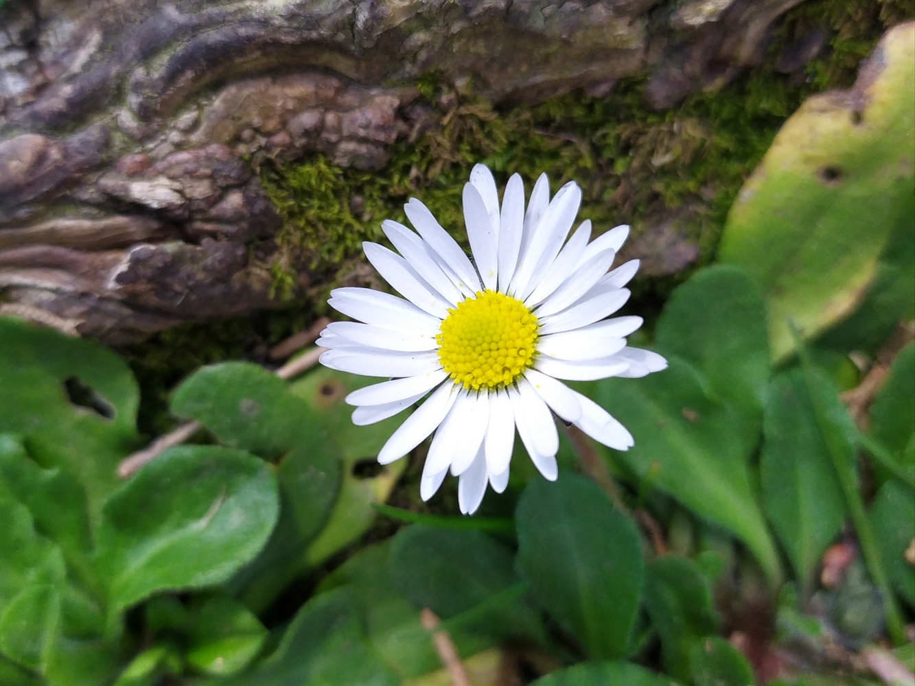 Image of Bellis perennis specimen.