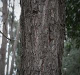 Pinus pityusa. Часть ствола. Абхазия, Гагрский р-н, с. Лдзаа, озеленение. 14.04.2024.