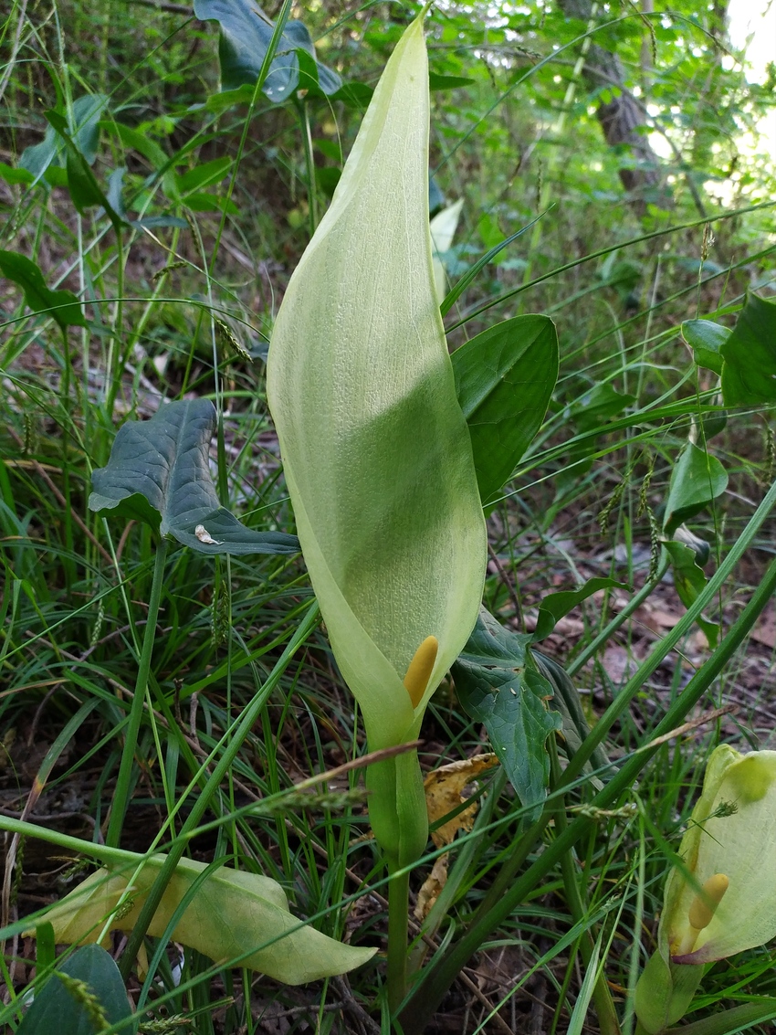 Image of Arum italicum ssp. albispathum specimen.