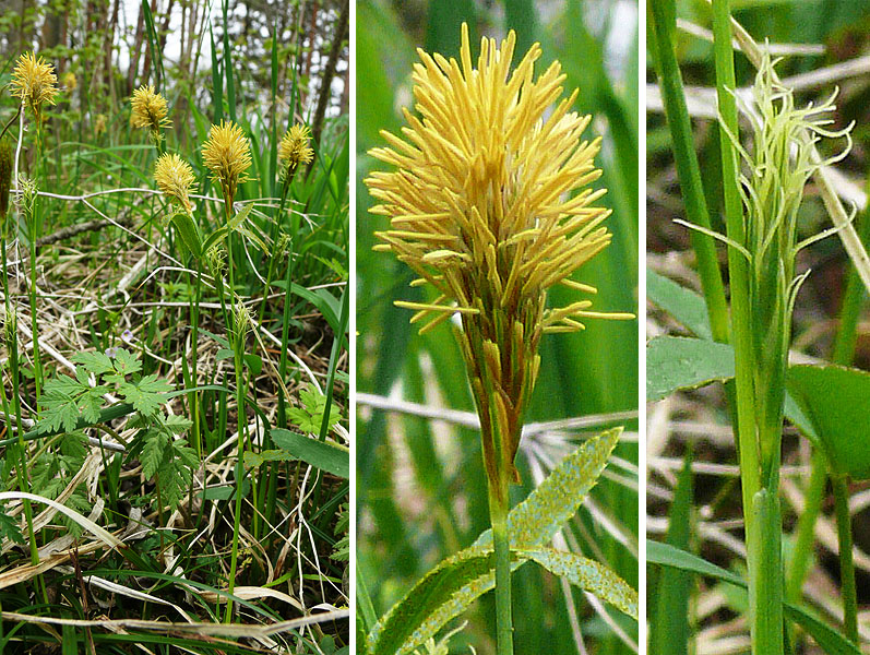 Изображение особи Carex michelii.