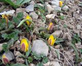 Tulipa thianschanica