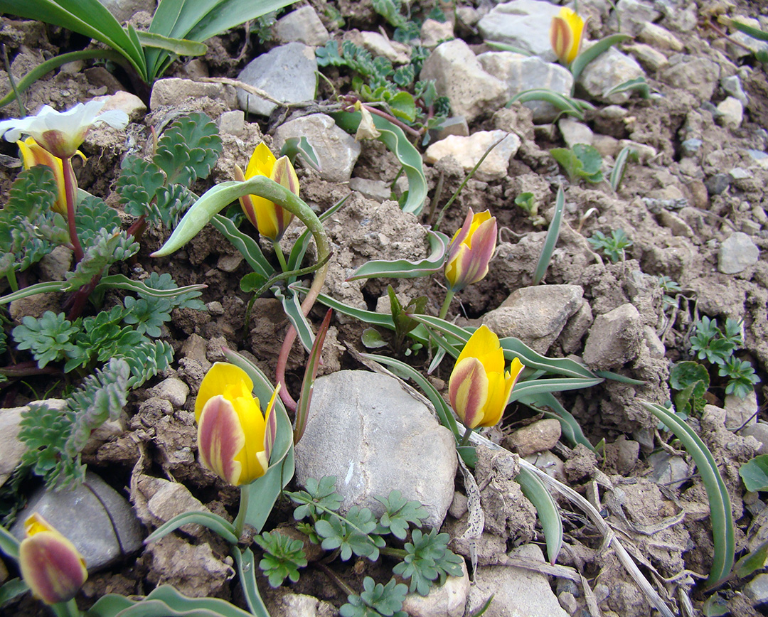 Изображение особи Tulipa thianschanica.