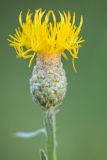 Chartolepis intermedia