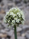 Allium pskemense