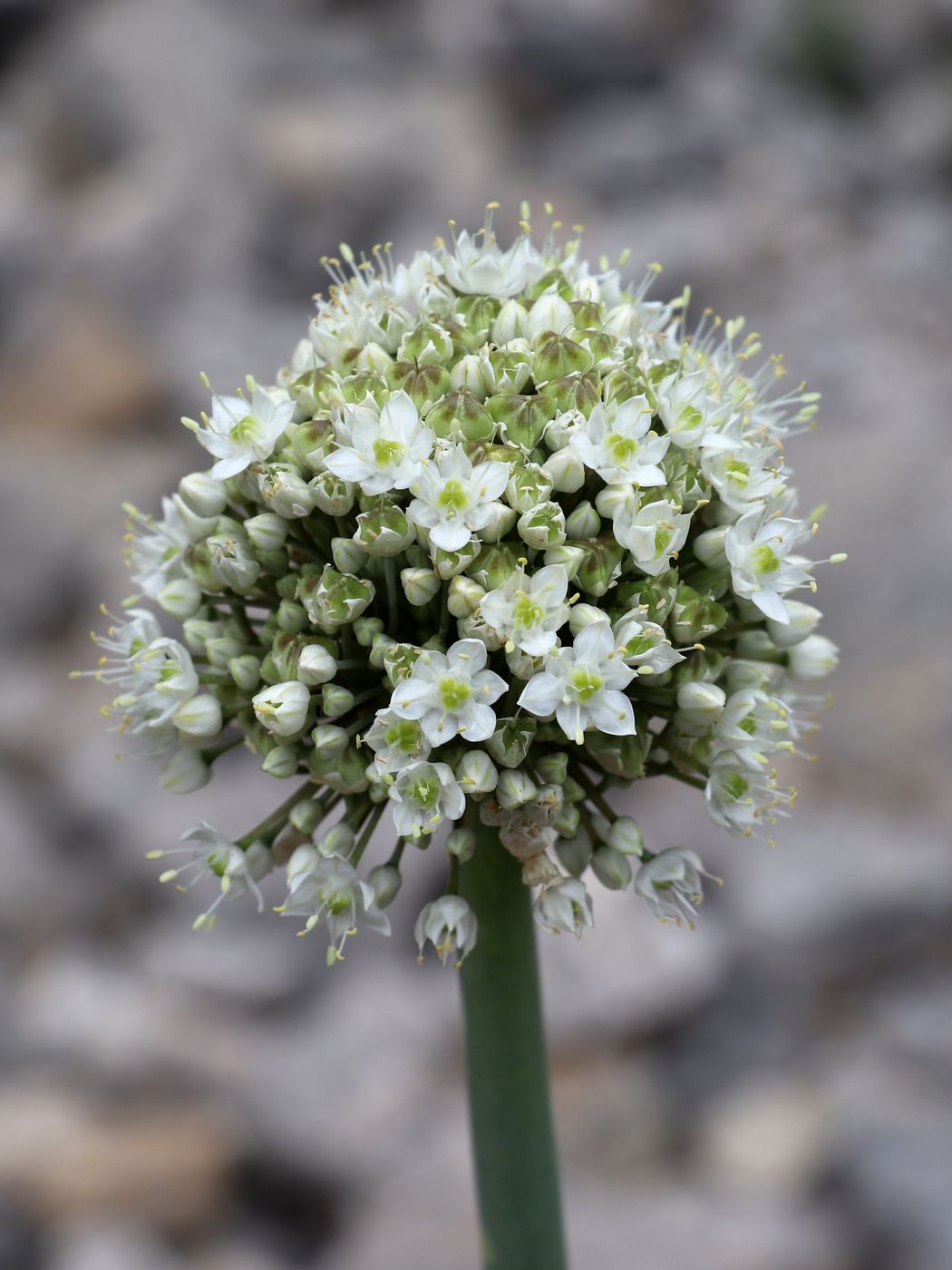 Image of Allium pskemense specimen.