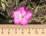 Dianthus oschtenicus
