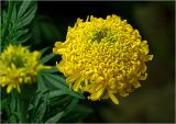 Tagetes erecta