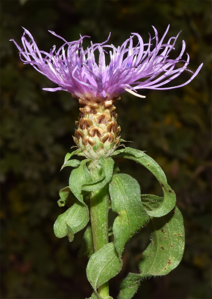 Image of Centaurea jacea specimen.