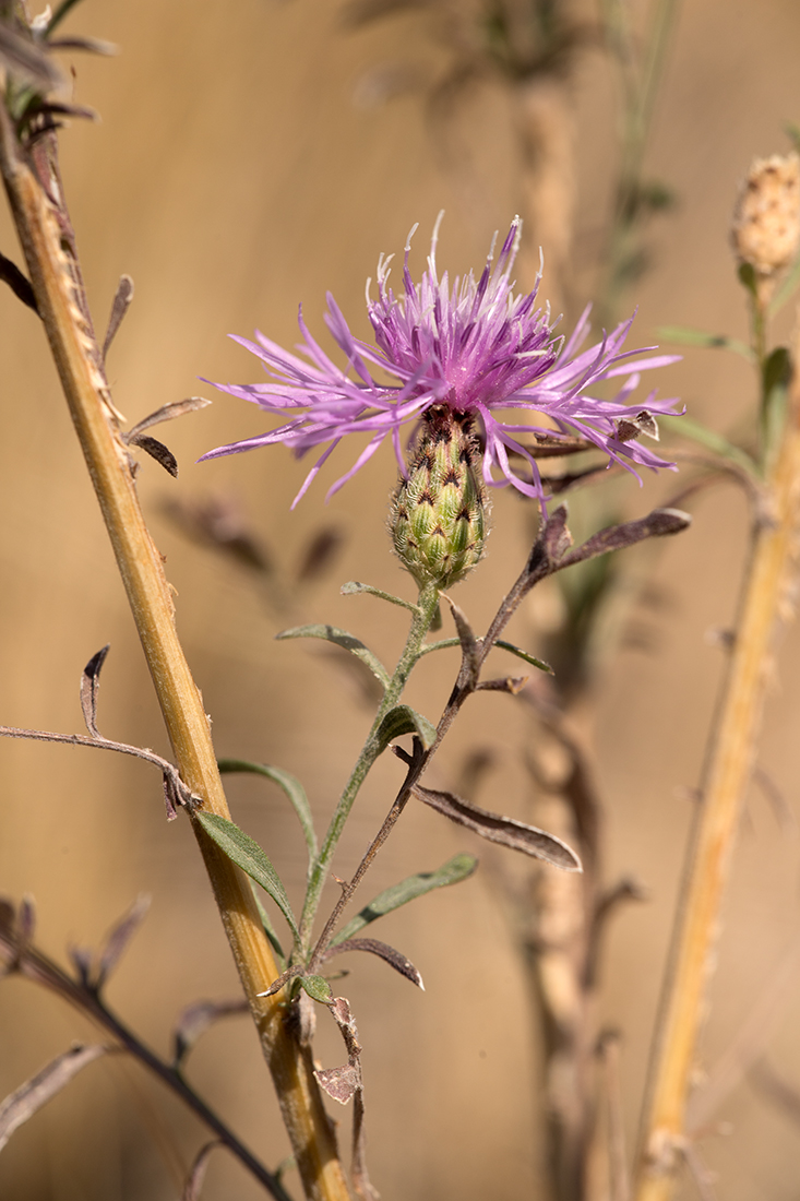 Image of Centaurea stoebe specimen.