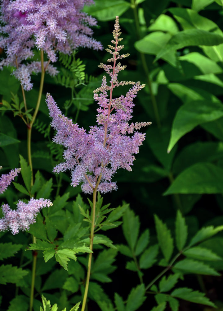 Image of Astilbe chinensis specimen.
