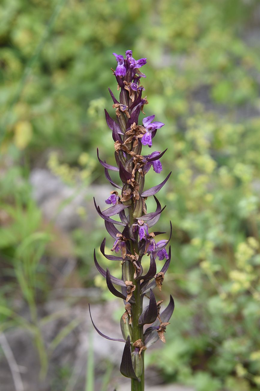 Изображение особи род Dactylorhiza.