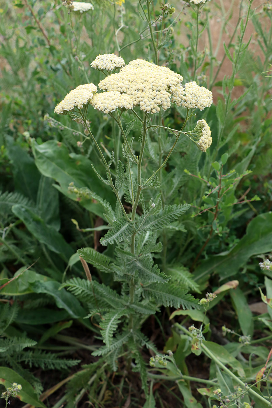 Изображение особи Achillea karatavica.