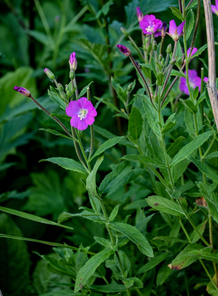 Image of Epilobium hirsutum specimen.