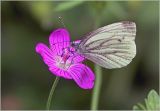 Geranium palustre