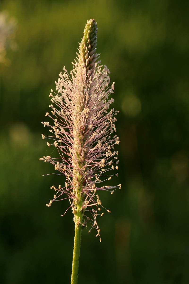 Изображение особи Plantago media.