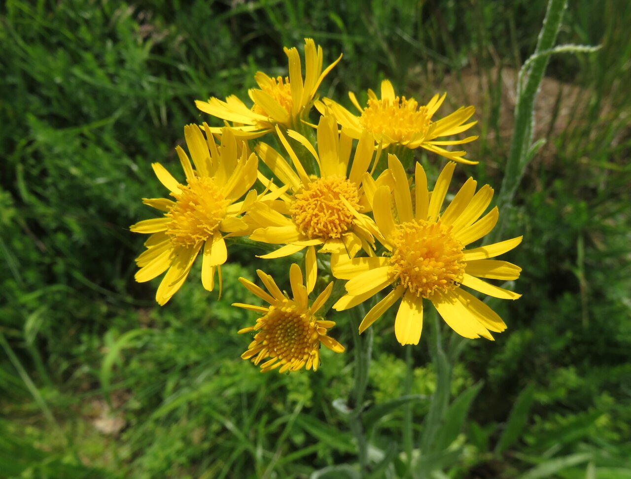 Изображение особи Tephroseris papposa.