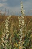Artemisia pontica