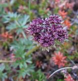 Pachypleurum alpinum