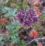 Pachypleurum alpinum. Соцветие с бутонами. Коми, Интинский р-н, Приполярный Урал, пос Желанный, склон г. Баркова, обрывистый берег руч. Каменистого. 02.07.2010.