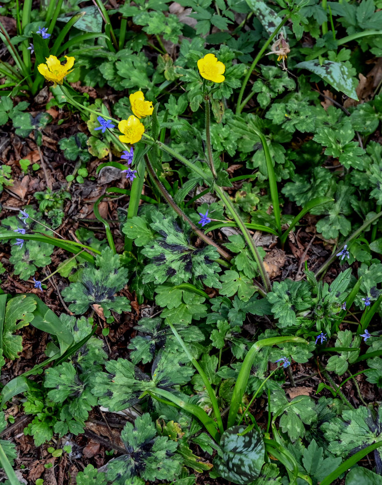 Изображение особи Ranunculus constantinopolitanus.