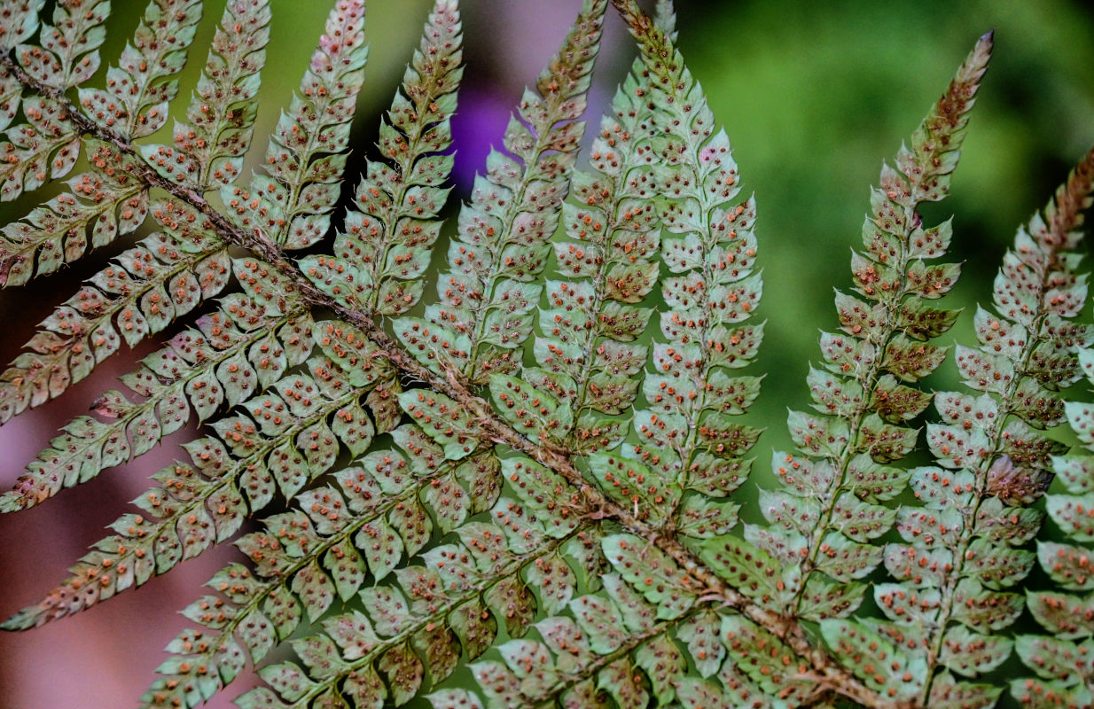 Image of Polystichum braunii specimen.