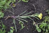 Erysimum substrigosum