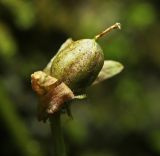 Viola albida. Плод. Приморский край, Хасанский р-н, окр. с. Барабаш, выходы известняка, облесённые скалы. 12.06.2025.