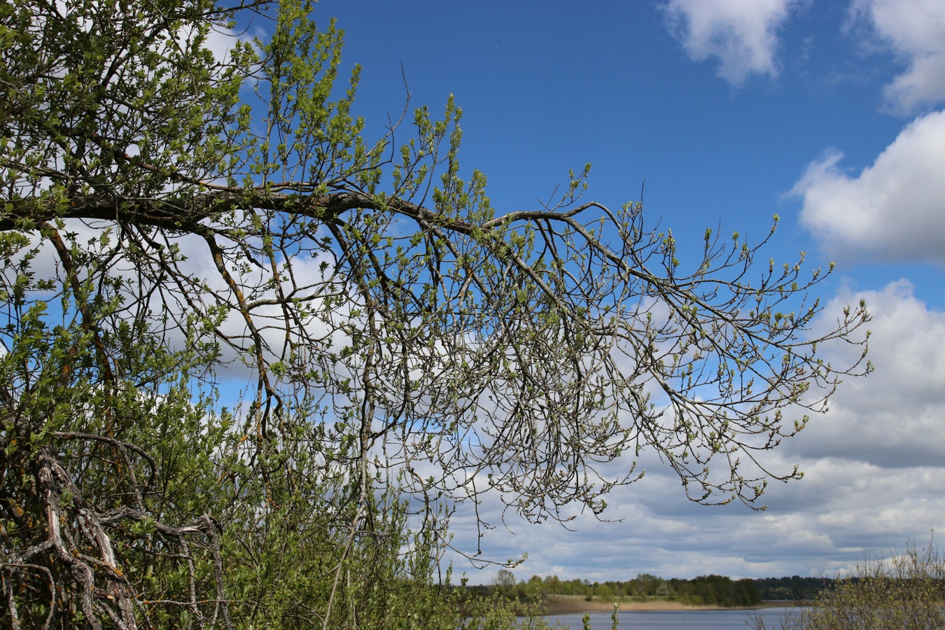 Изображение особи Salix caprea.