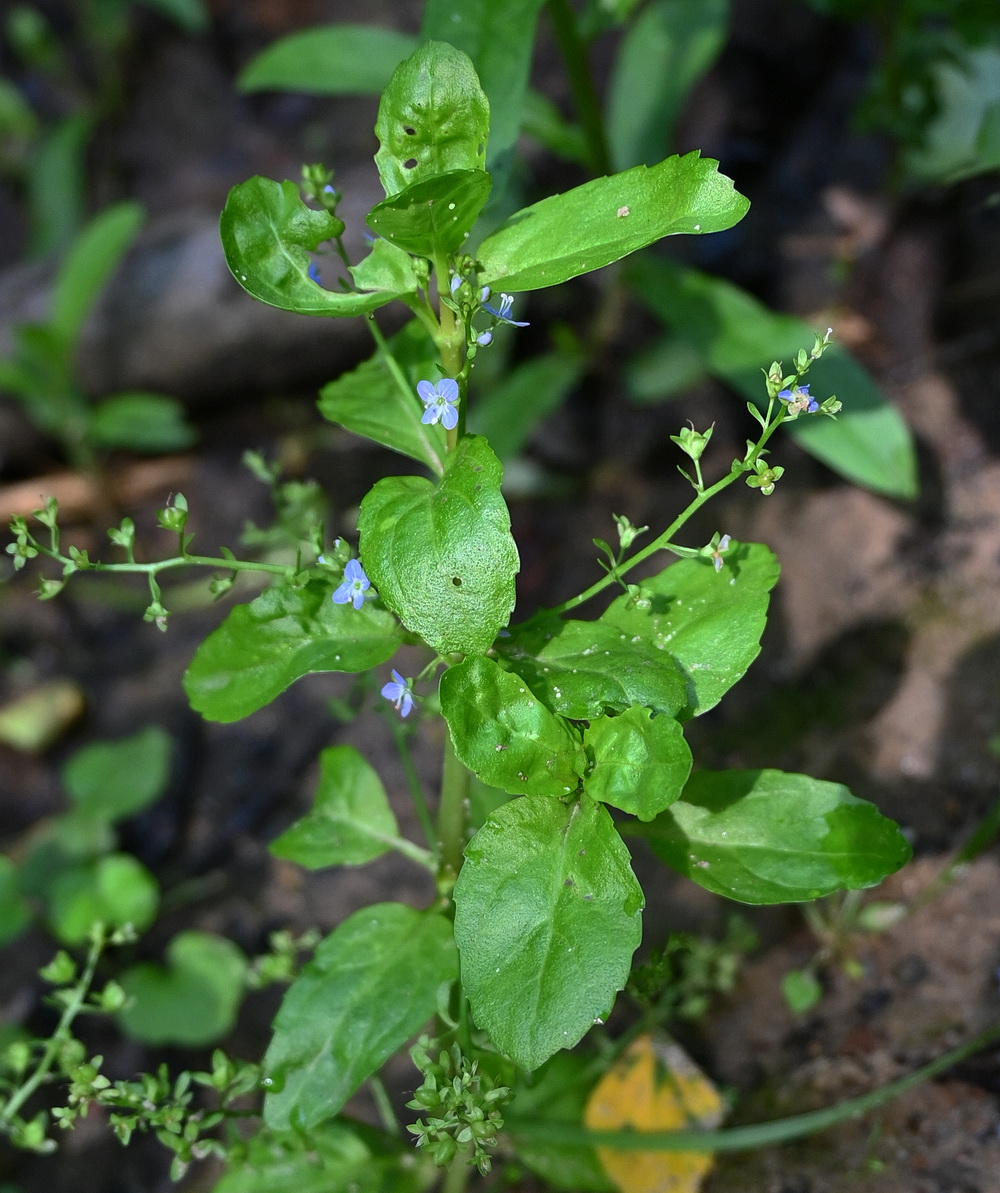 Image of Veronica beccabunga specimen.