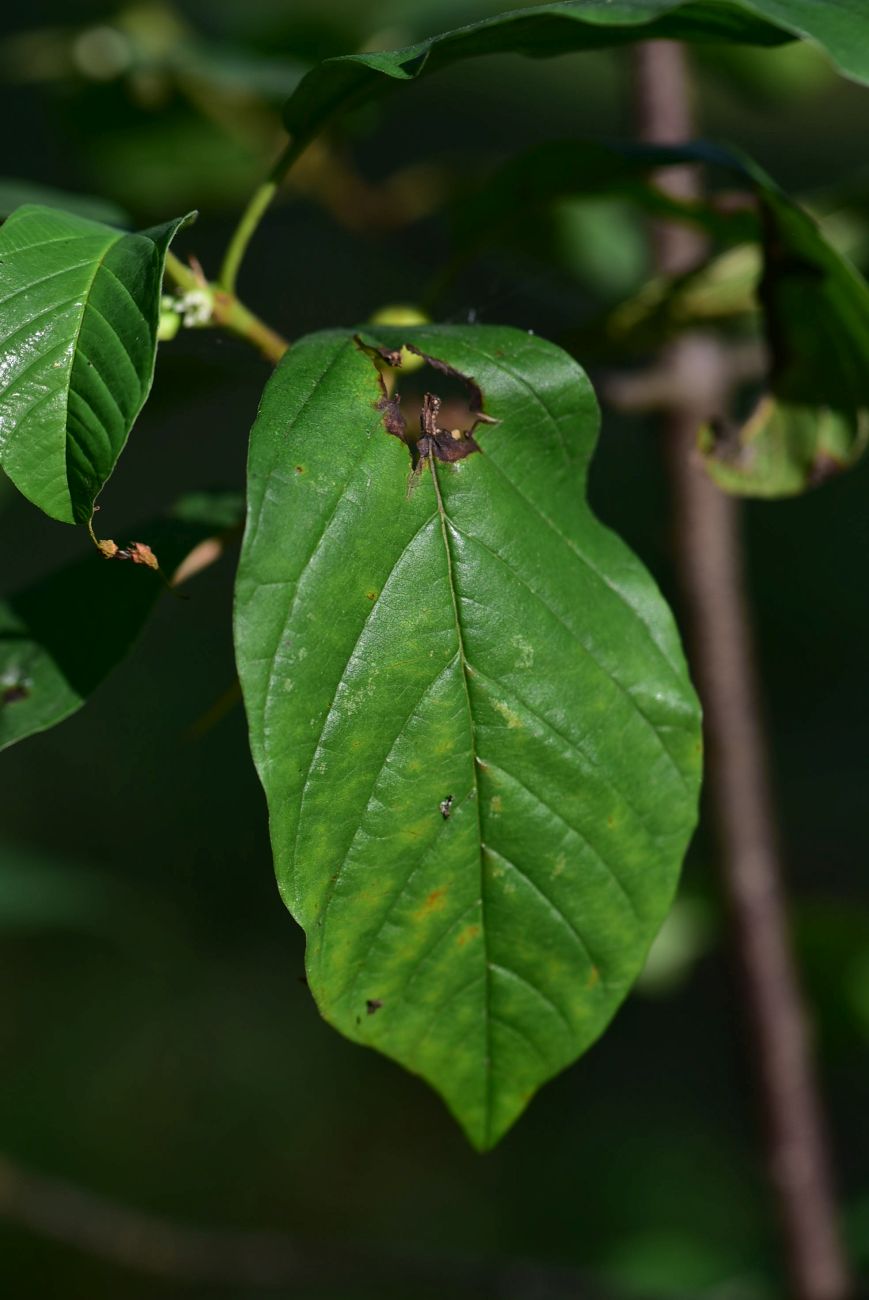 Изображение особи Frangula alnus.