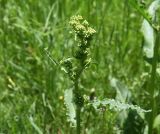 genus Rumex