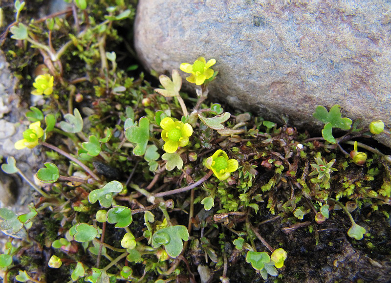 Изображение особи Ranunculus hyperboreus.