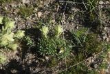 genus Onosma. Цветущее растение. Турция, ил Ван, р-н Битлис, восточный склон горы Немрут, сырт Магара, горная степь. 21 мая 2025 г.