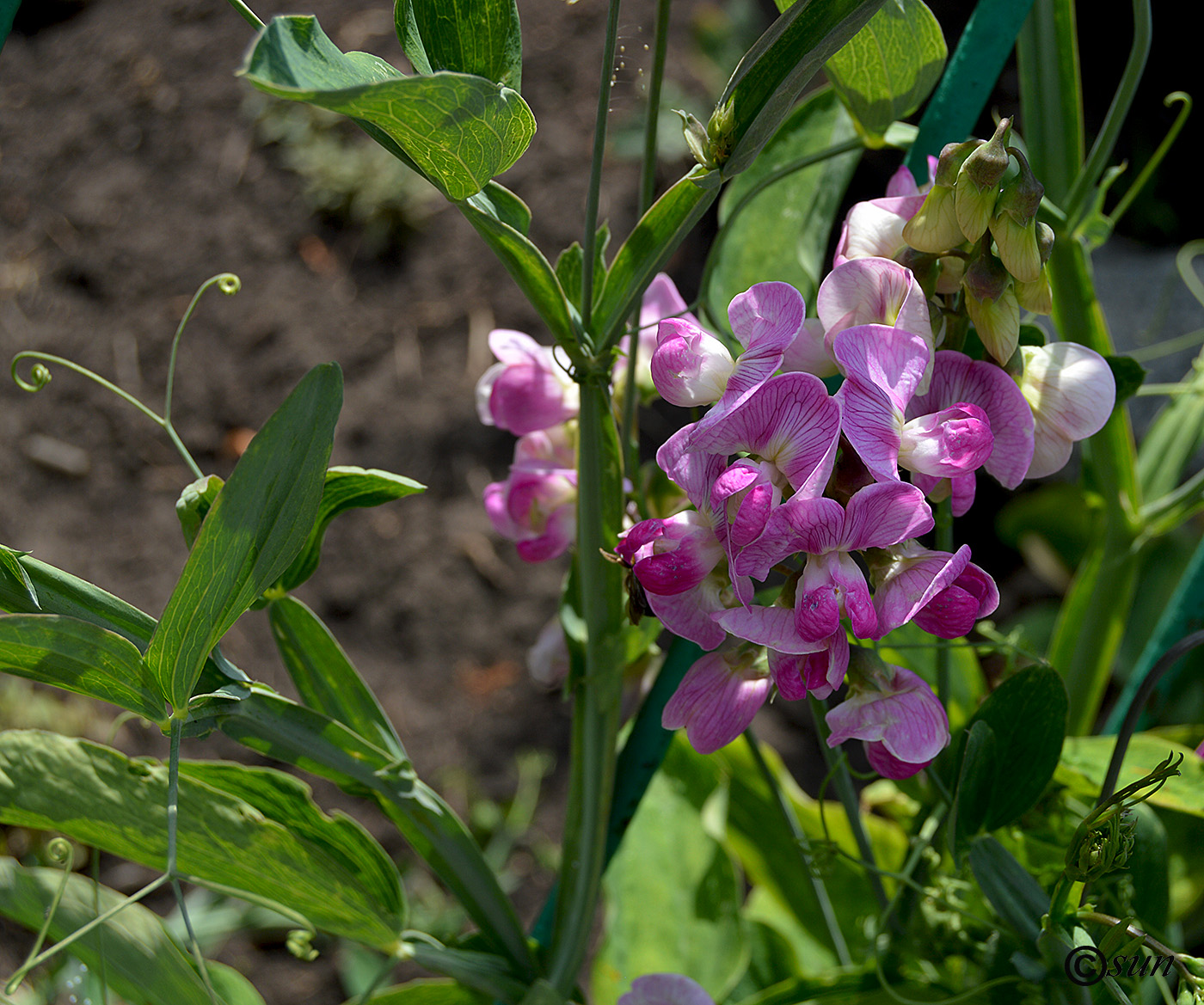 Изображение особи Lathyrus latifolius.